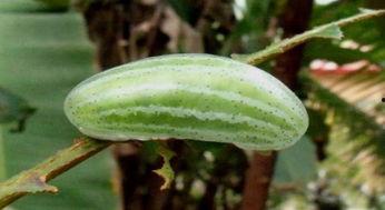 野外摘瓜吃,大自然的馈赠与野趣体验