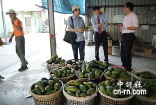 关于台湾吃瓜的新闻,揭秘岛内热点事件背后的八卦风云