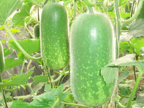 空玥月日常吃瓜