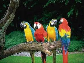 鹦鹉吵架周围吃瓜,吃瓜群众围观