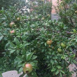 齐鲁理工吃瓜,吃瓜群众揭秘校园热点事件