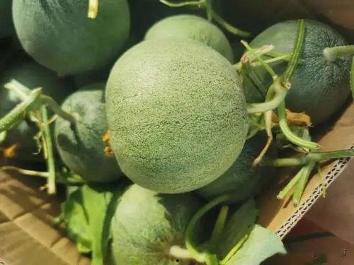 线瓜怎么吃图文,线瓜的多样食法探索