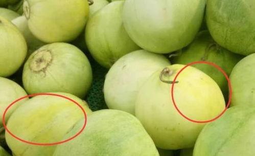 纹络瓜怎么吃,解锁美味新体验