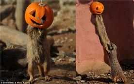 戴着熊头套吃瓜,趣味吃瓜时光