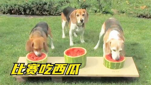 吃瓜狗狗图,萌态十足，网友直呼“太可爱了！”