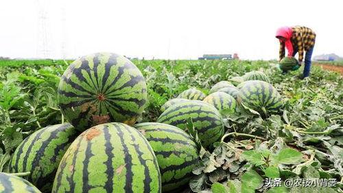 吃粉的瓜,吃粉瓜背后的明星秘闻