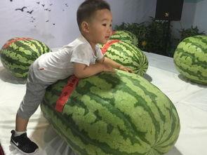 巨鹿吃瓜事件,一场网络狂欢背后的真相与反思