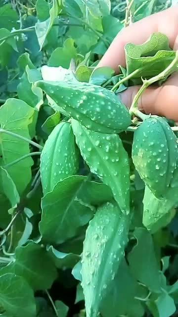 瓢儿瓜怎么吃,解锁美味新体验