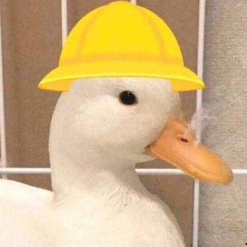 肥肥鲨头像吃瓜,揭秘网络红人的趣味瞬间