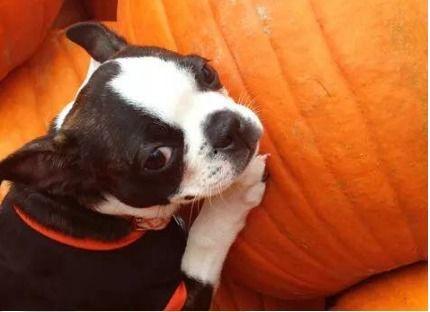 小狗可以吃鲜瓜不