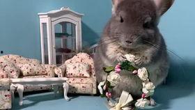 宠物可以吃瓜么,瓜类水果在宠物饮食中的适宜性解析