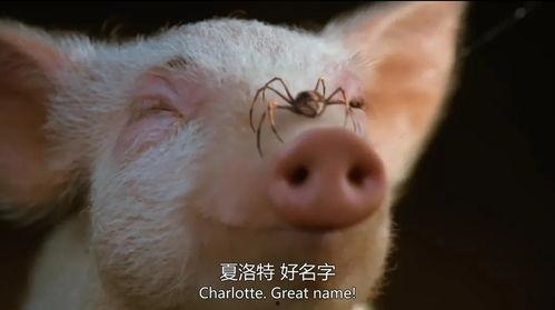 瓜哥带你吃瓜讲动物,趣味科普之旅