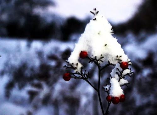 吃瓜博主雪,带你走进瓜田里的趣味世界