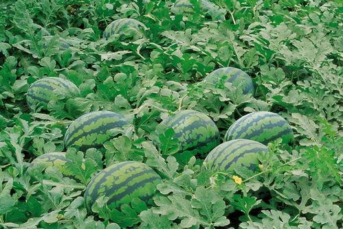 英国留学吃瓜群,揭秘留学生活中的“吃瓜”瞬间