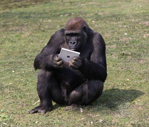 大猩猩吃瓜噘嘴,揭秘灵长类动物的独特表情