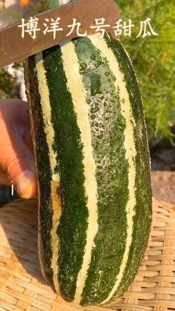 吃瓜吃瓜保熟的瓜,揭秘瓜果成熟之道