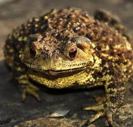 穿蛤蟆服吃瓜,穿蛤蟆服吃瓜，解锁夏日潮流新姿势