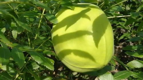 野生瓜可以吃,大自然的馈赠与美食探索之旅