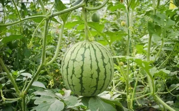 重庆跨年吃瓜事件,一场意外的网络狂欢