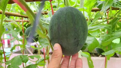 炸了的吃瓜,揭秘那些令人瞠目结舌的爆炸事件