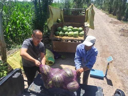 骄阳吃瓜,尽享吃瓜时光