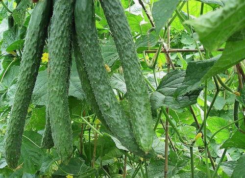 夏天常吃六瓜,夏日六瓜养生盛宴