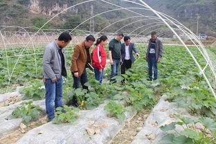 贵州农校吃瓜,一场校园风波背后的真相揭晓