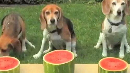 抓吃瓜狗,揭秘“抓吃瓜狗”背后的故事